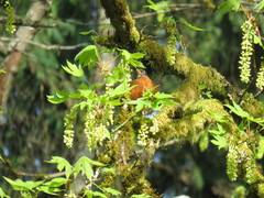 Turdus migratorius