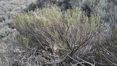 Ericameria pinifolia