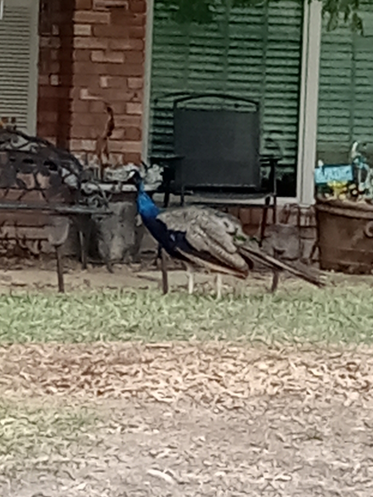Indian Peafowl from Dreamhill estates on September 15, 2023 at 1242 PM