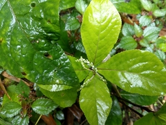 Chloranthus oldhamii