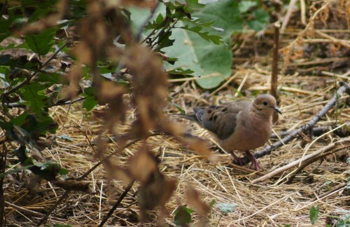 Mourning Dove photographed in Colorado