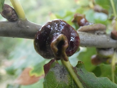 Andricus mitratus