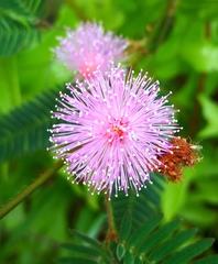 Mimosa pudica