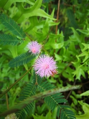 Mimosa pudica