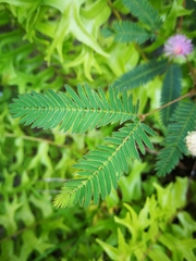 Mimosa pudica