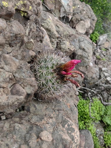 Eriosyce coimasensis