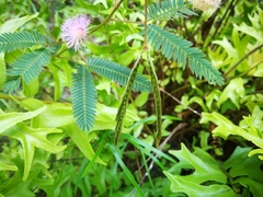 Mimosa pudica