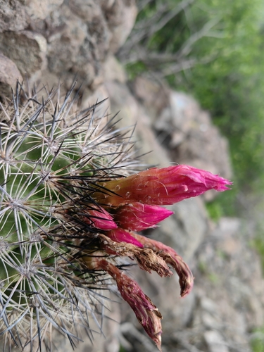 Eriosyce coimasensis