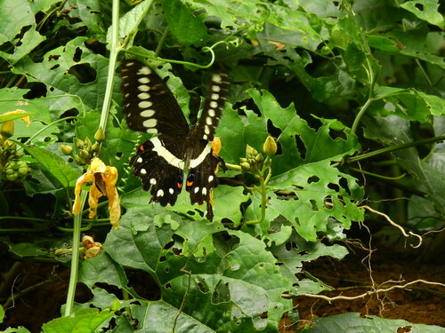 Central Emperor Swallowtail