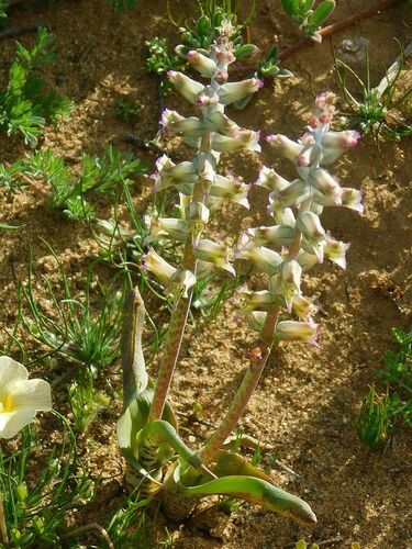 Lachenalia obscura