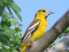 Icterus bullockii × galbula