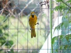 Icterus bullockii × galbula