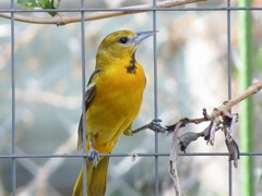 Icterus bullockii × galbula