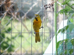 Icterus bullockii × galbula