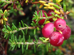 Empetrum rubrum