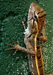 Calotes versicolor