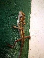 Calotes versicolor