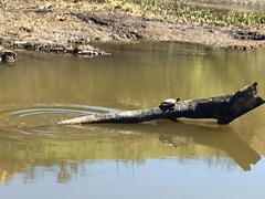 Actinemys marmorata pallida