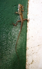 Calotes versicolor