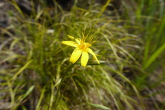 Crepis intermedia