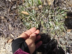 Dudleya abramsii