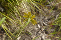 Crepis intermedia