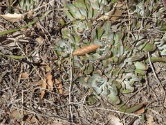 Dudleya abramsii