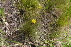 Crepis intermedia
