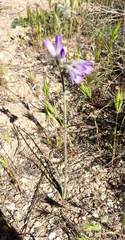 Dipterostemon capitatus pauciflorus