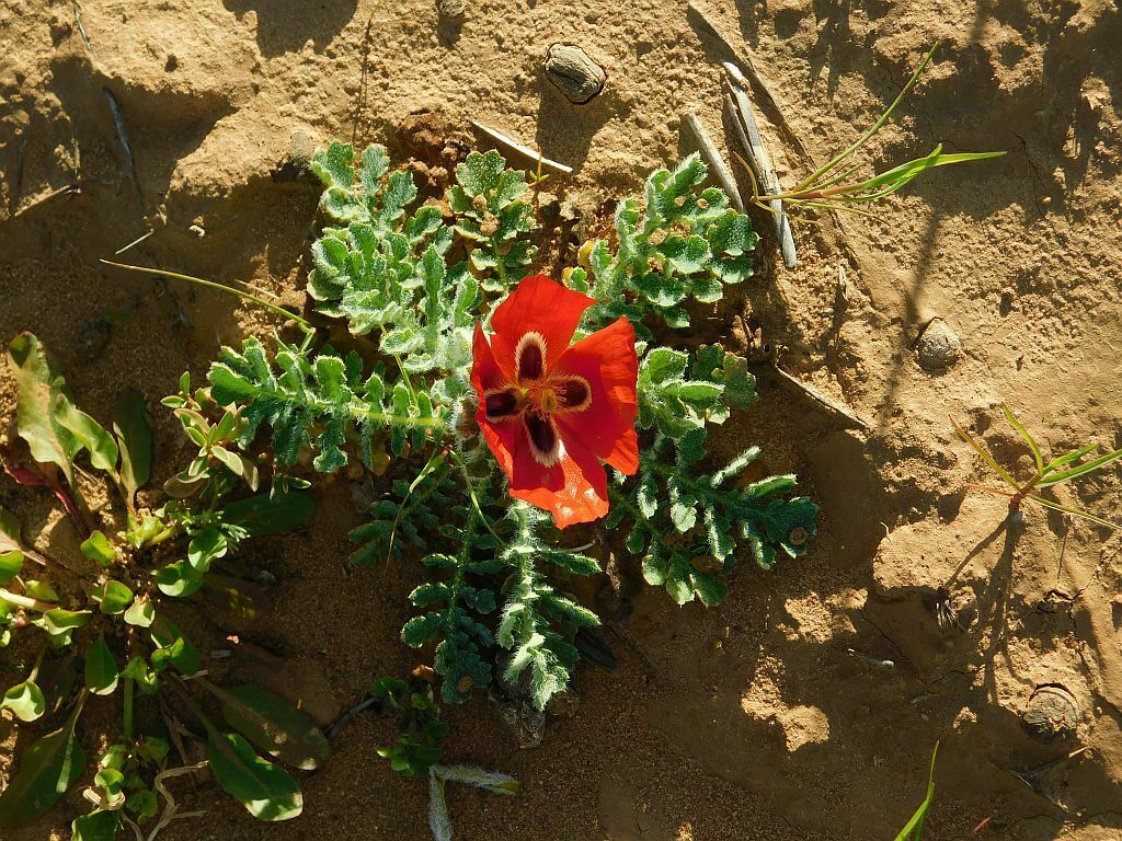 Red Horned Poppy from Lokenburg Farm Nieuwoudtville, 8180, South Africa ...