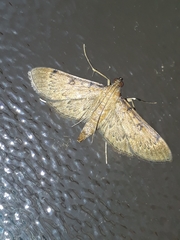 Tatobotys janapalis