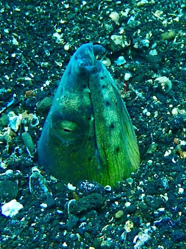 Ophichthus altipennis