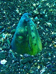 Ophichthus altipennis