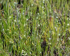 Pectocarya linearis ferocula