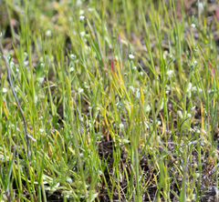 Pectocarya linearis ferocula