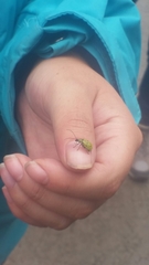 Diabrotica decempunctata