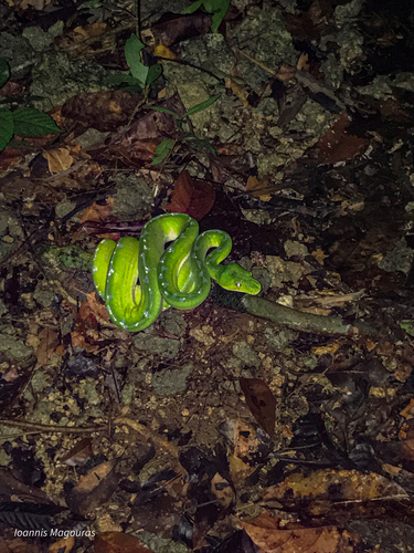 Northern Green Python