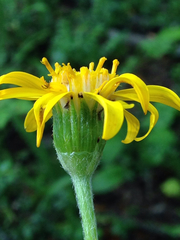 Senecio argyreus