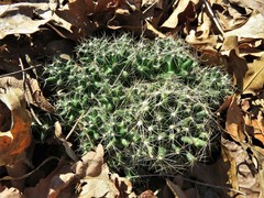 Escobaria missouriensis