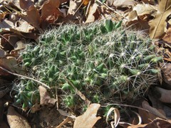 Escobaria missouriensis