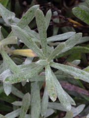 Senecio argyreus
