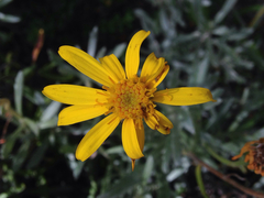 Senecio argyreus
