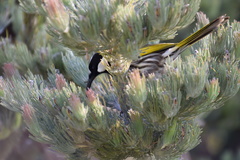 Adenanthos cygnorum