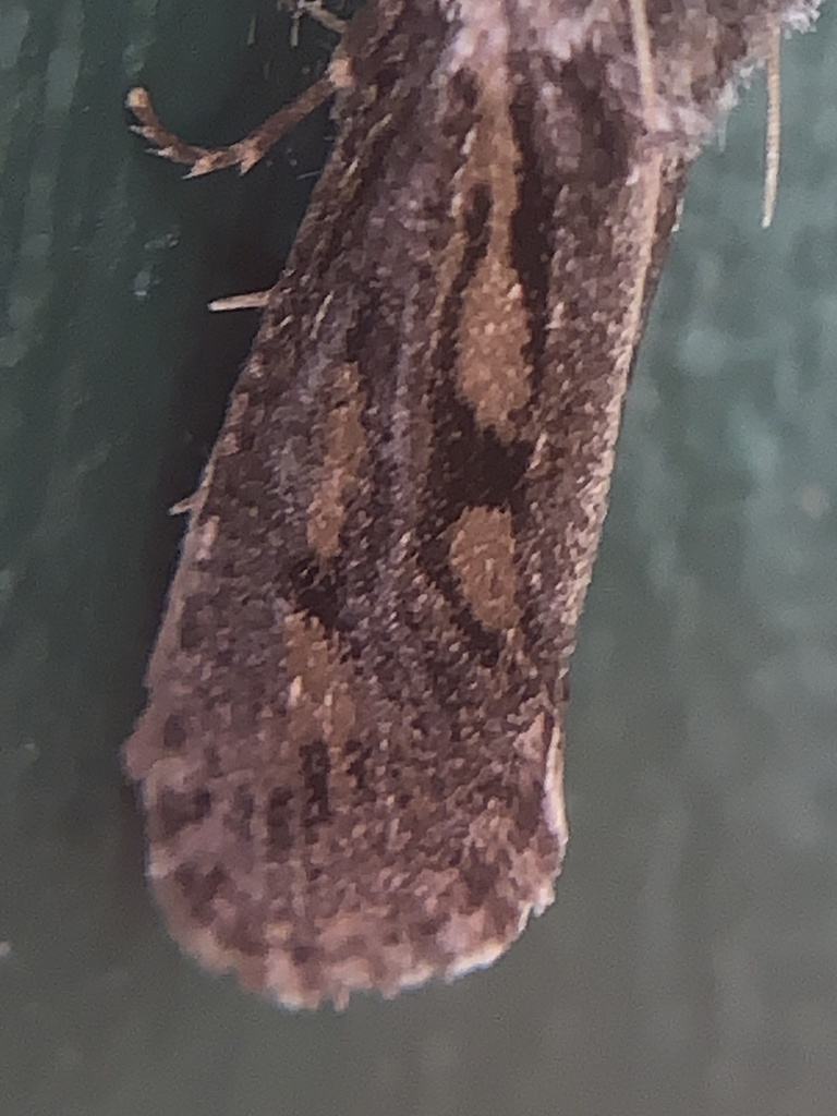 Clemens' Grass Tubeworm Moth from State Highway 35, Alvin, TX, US on ...