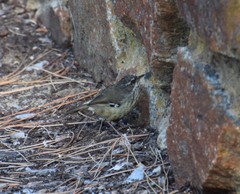 Sericornis maculatus