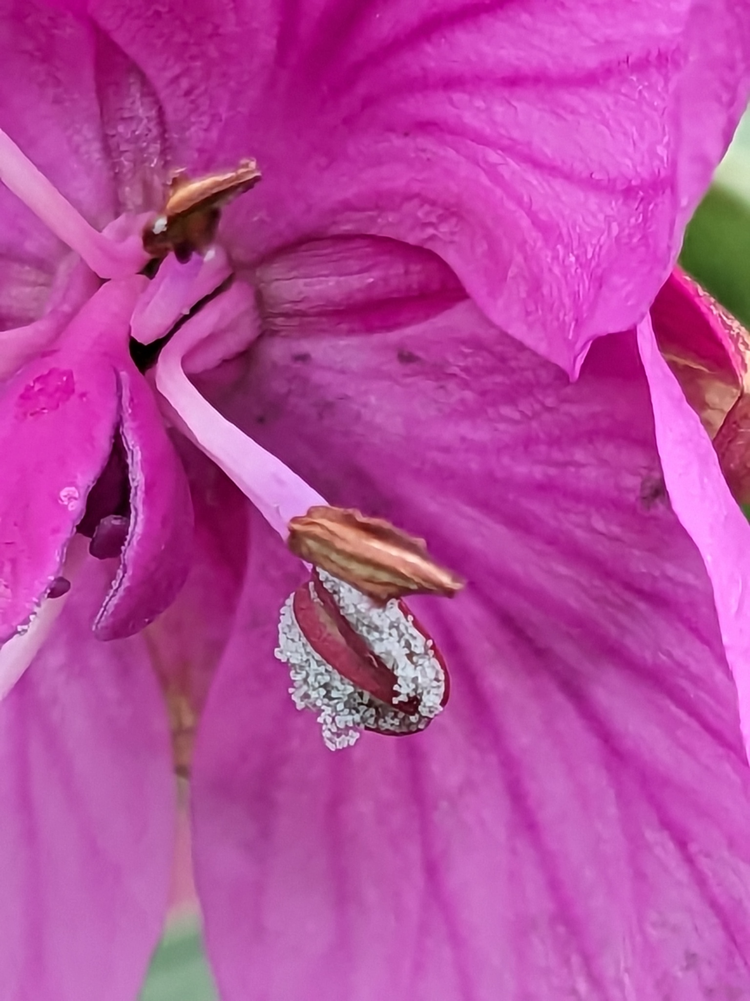 dwarf fireweed