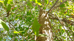 Populus fremontii