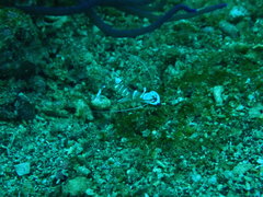 Ancylomenes magnificus