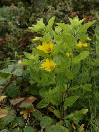 Dotted loosestrife (Lysimachia punctata)