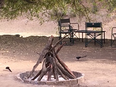 Lamprotornis caudatus